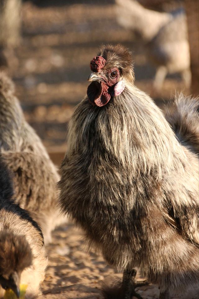 Zwergseidenhühner Hahn silberwildfarbig Henne Huhn Hähne Hühner in Husum