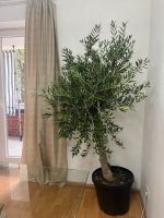 Olivenbaum - Olea Europea Hamburg - Wandsbek Vorschau