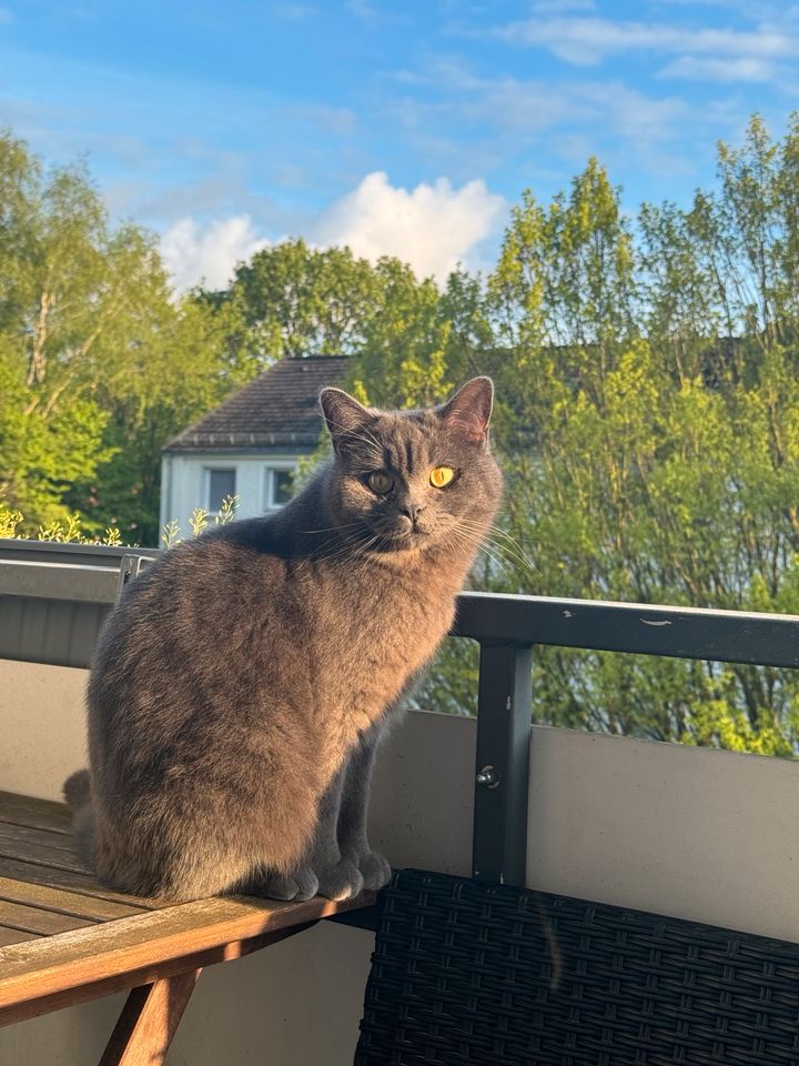 Katze sucht ein neues Zuhause in Bremen