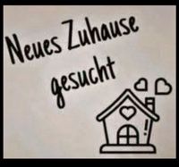 DRINGEND 2-3 Zimmerwohnung GESUCHT Niedersachsen - Schwanewede Vorschau