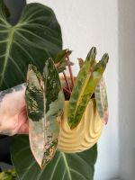 Philodendron billietiae variegata Baden-Württemberg - Singen Vorschau