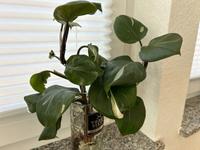 Ableger Philodendron White Knight Dresden - Striesen-Ost Vorschau