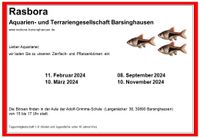 Aquarienfische, Zierfische Metallpanzerwelse - Corydoras aeneus Niedersachsen - Barsinghausen Vorschau