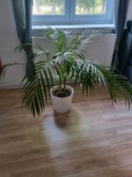 Pflanze Palme mit weissem Übertopf Brandenburg - Jüterbog Vorschau