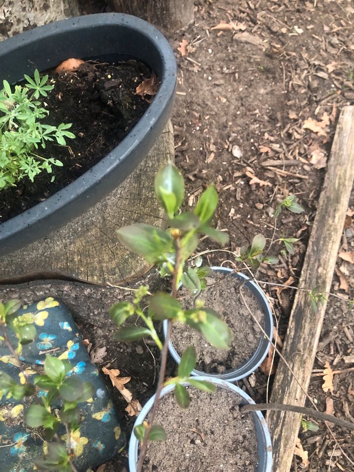 Pflanze Waldmeister Apfelbeere aronia Ableger in Hardebek