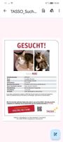 Kater Miki !!!! Vermißt!!! Schleswig-Holstein - Steinbergkirche Vorschau