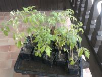 Tomaten Jungpflanzen Bayern - Bad Füssing Vorschau