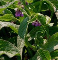 Comfrey- Echter Beinwell Staude Niedersachsen - Edewecht Vorschau