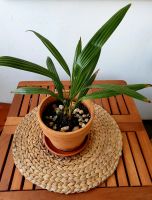 2 Schöne Tessiner Palmen / Hanfpalme /Trachycarpus fortunei Essen - Huttrop Vorschau