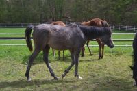 Vollblut Araber für Freizeit Reiten, Familie und Zucht Rheinland-Pfalz - Boppard Vorschau