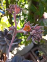 Succulenten Echeveria Purple Crassulaceae Bayern - Türkenfeld Vorschau