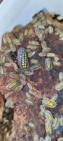 Armadillidium Gestroi Baden-Württemberg - Nürtingen Vorschau