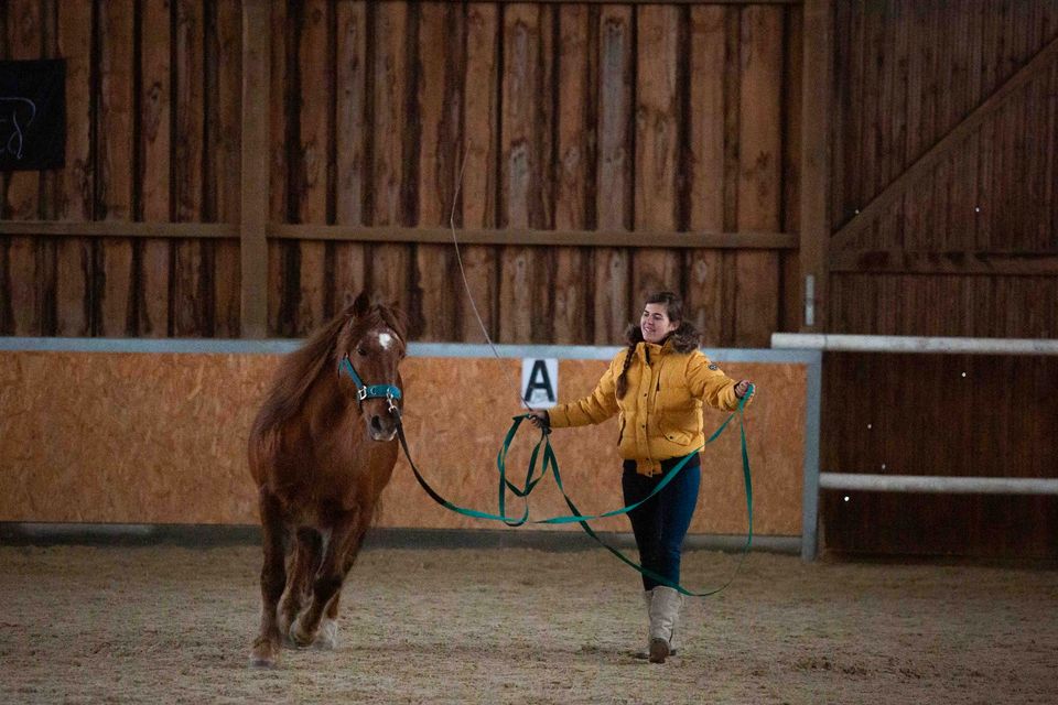 Pferdetrainer werden! | Ausbildung | natural.horsing Basistrainer in Neuhaus am Inn