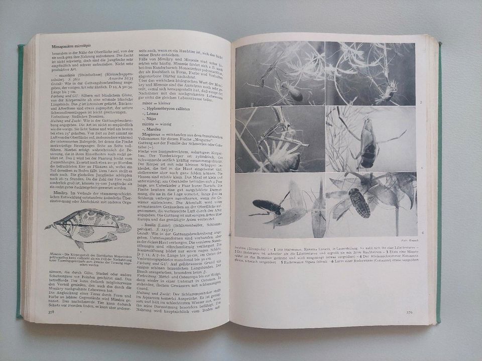 "Das Aquarium von A bis Z" von Hans Frey von 1957 in Waren (Müritz)