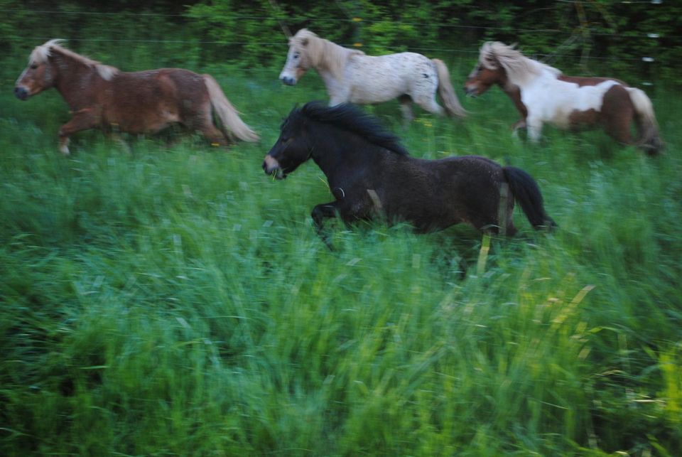 Geführtes Ponyreiten für Kinder ab 3 Jahren in Furth