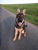 Schäferhund Rodeberg - Eigenrieden Vorschau