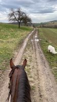 Reitbeteiligung Quarter Horse Baden-Württemberg - Waibstadt Vorschau