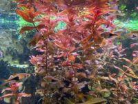 Aquarienpflanze Rotala Macrande (große rote Rotala) Saarland - St. Ingbert Vorschau