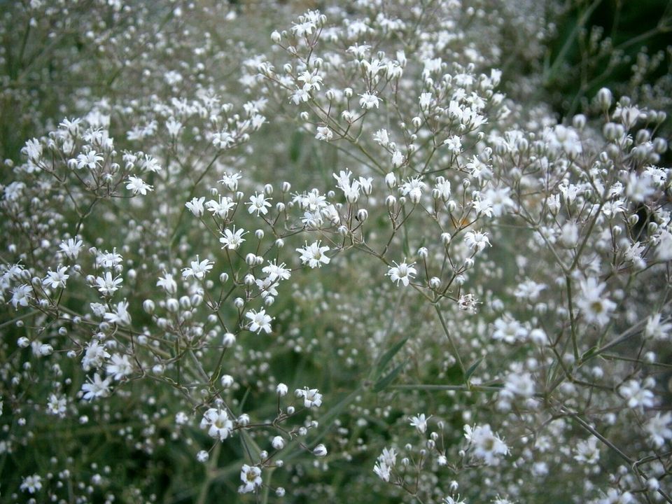 STAUDENSAMEN: HOHES SCHLEIERKRAUT (Gypsophila Paniculata) - SAMEN in Lutherstadt Wittenberg