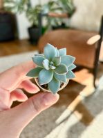 Echeveria / Pachyveria „Powder Puff“ - Sukkulente Nordrhein-Westfalen - Warendorf Vorschau