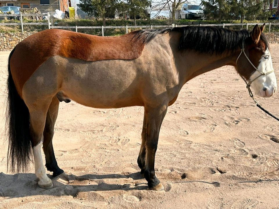 Painthorse-Mix Leevi in Mönchenholzhausen