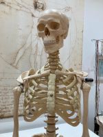 Künstliches Homo-Skelett / anatomisches Skelett Bayern - Bayreuth Vorschau