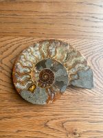 Ammonit (bspw. Deko) Bonn - Dottendorf Vorschau