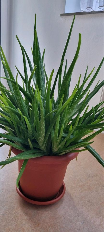 Aloe vera Topfpflanzen Blumentopf groß in Lohfelden