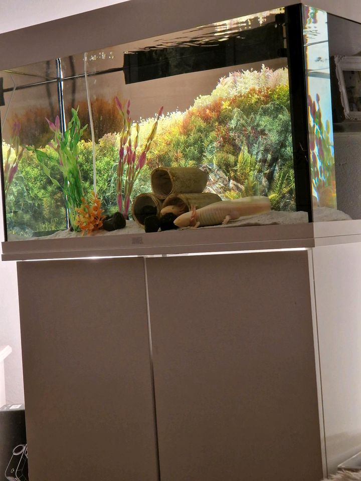 Aquarium zu verkaufen in Cölbe