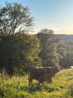 Suche 3 Limousin Rinder / absetzer Rheinland-Pfalz - Trier Vorschau