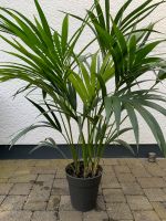 Kentia Palme Zimmerpflanze Pflanze Dortmund - Aplerbeck Vorschau