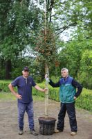 jap. Stechpalme Ilex ´crenata´ viele Früchte Hochstamm Hessen - Dietzhölztal Vorschau