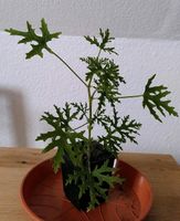 Duftgeranie Pelargonium radens Nordrhein-Westfalen - Hüllhorst Vorschau