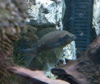 2x Feenbuntbarsch / Prinzessin von Burundi Aquarium Fische Baden-Württemberg - Villingen-Schwenningen Vorschau