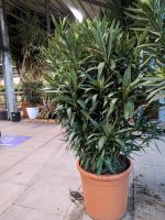 SALE: Premium Oleander Nerium 160-190cm mehrere Farben Nordrhein-Westfalen - Nordkirchen Vorschau