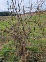 5 Hagebuttensträucher / Hundsrose zu verschenken Niedersachsen - Hilter am Teutoburger Wald Vorschau