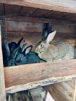 Verkaufe Kaninchen Mecklenburg-Vorpommern - Woggersin Vorschau