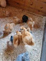 Junge  zwergseidenhühner zu verkaufen Bremen - Vegesack Vorschau