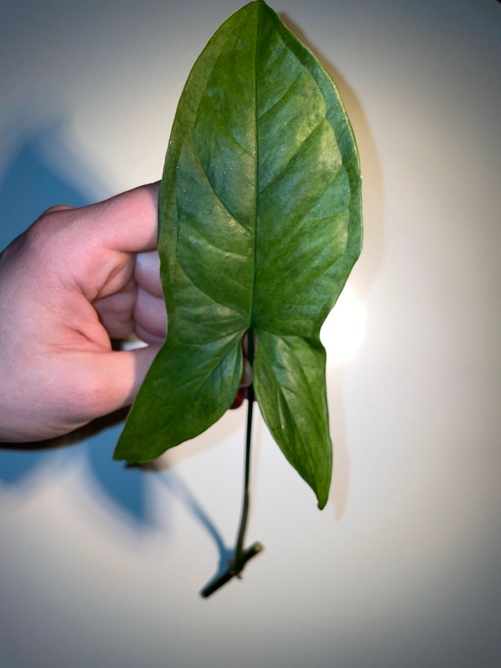 Syngonium Mottled Ableger in Essen