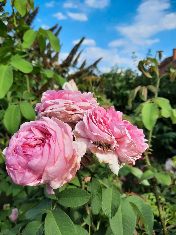 Französische Heckenrose in Lage