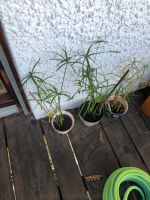 Zyperngras Cyperus alternifolius bewurzelt und getopft Kr. Altötting - Winhöring Vorschau