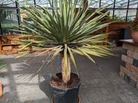 kanarischer Drachenbaum, Dracaena Draco, Gartenpalme Rheinland-Pfalz - Lingenfeld Vorschau