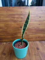 Bogenhanf Sansevieria Trifasciata Sukkulente Dresden - Südvorstadt-Ost Vorschau