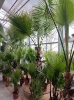 Washingtonpalme Washingtonia robusta 2,5-3m Nordrhein-Westfalen - Nordkirchen Vorschau