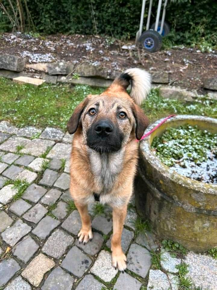 Süße PIPER ❤️ sucht ihre Familie! in Garbsen