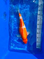 Japan Koi Kohaku 40 cm Züchter Aoki Japan Nordrhein-Westfalen - Brühl Vorschau