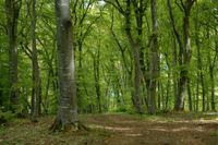 Wald Wiese Acker Unland Grundstück gesucht Rheinland-Pfalz - Ramstein-Miesenbach Vorschau
