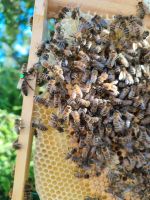 Bienen Ableger mit stiftender Königin aus 2024, Kuntzsch hoch Berlin - Zehlendorf Vorschau