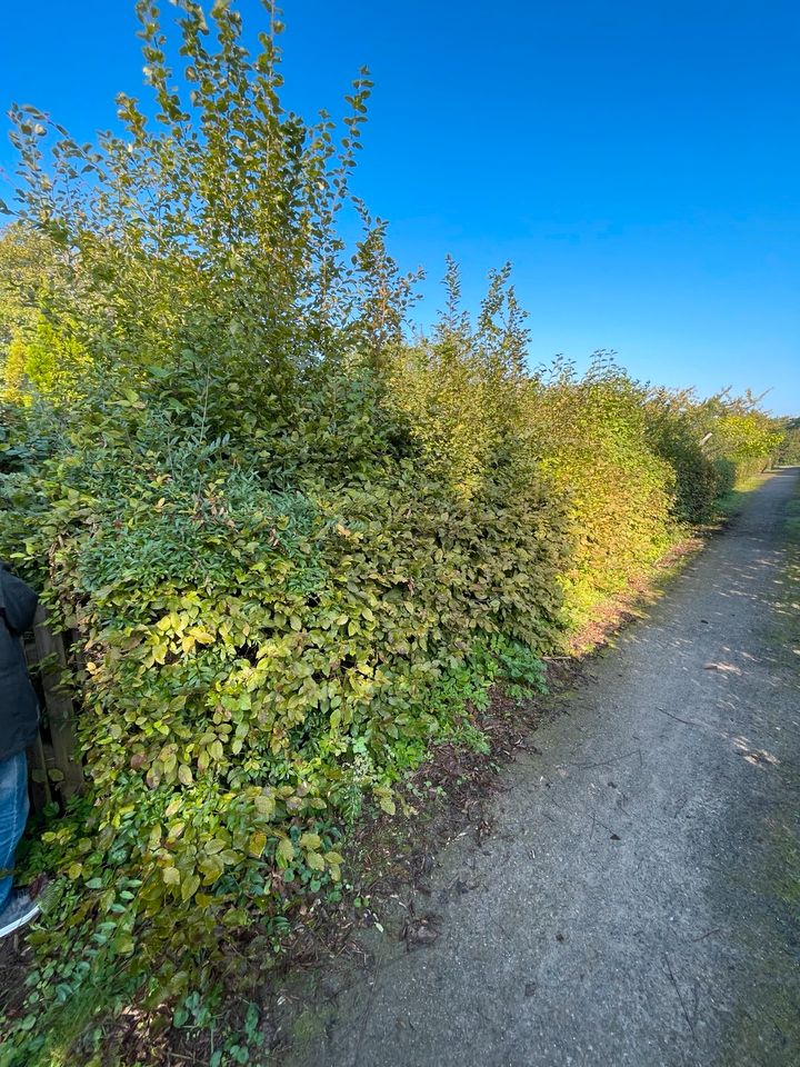 Gärtner Gartenservice Gartenhilfe Heckenschnitt Garten Rodung in Wedemark