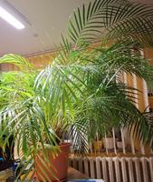 Goldfruchtpalme (Areca-Palme), Höhe ca. 1,50 m Brandenburg - Gosen-Neu Zittau Vorschau